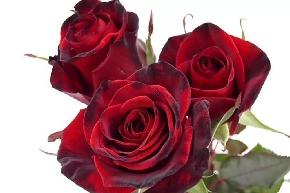 一篇文章带你认识三亚40种花,鲜花图鉴一次性认识30种玫瑰花