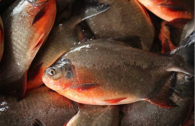 淡水鱼养殖技术和前景,哪种淡水鱼养殖经济效益更高