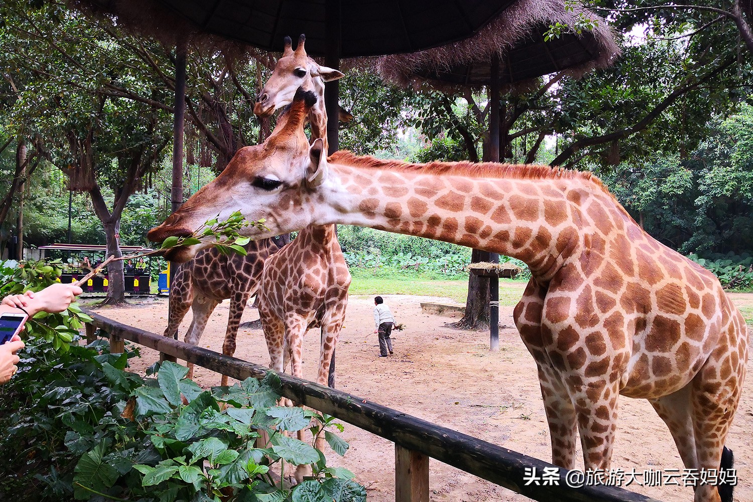 珠海长隆看动物攻略,广州长隆野生动物世界看狮子
