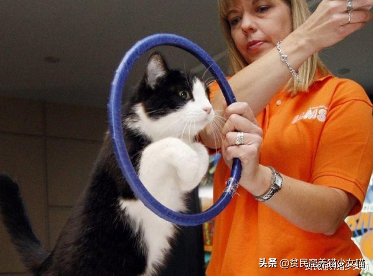 想要训练有效的基本原则,怎么训猫咪让它听话长记性