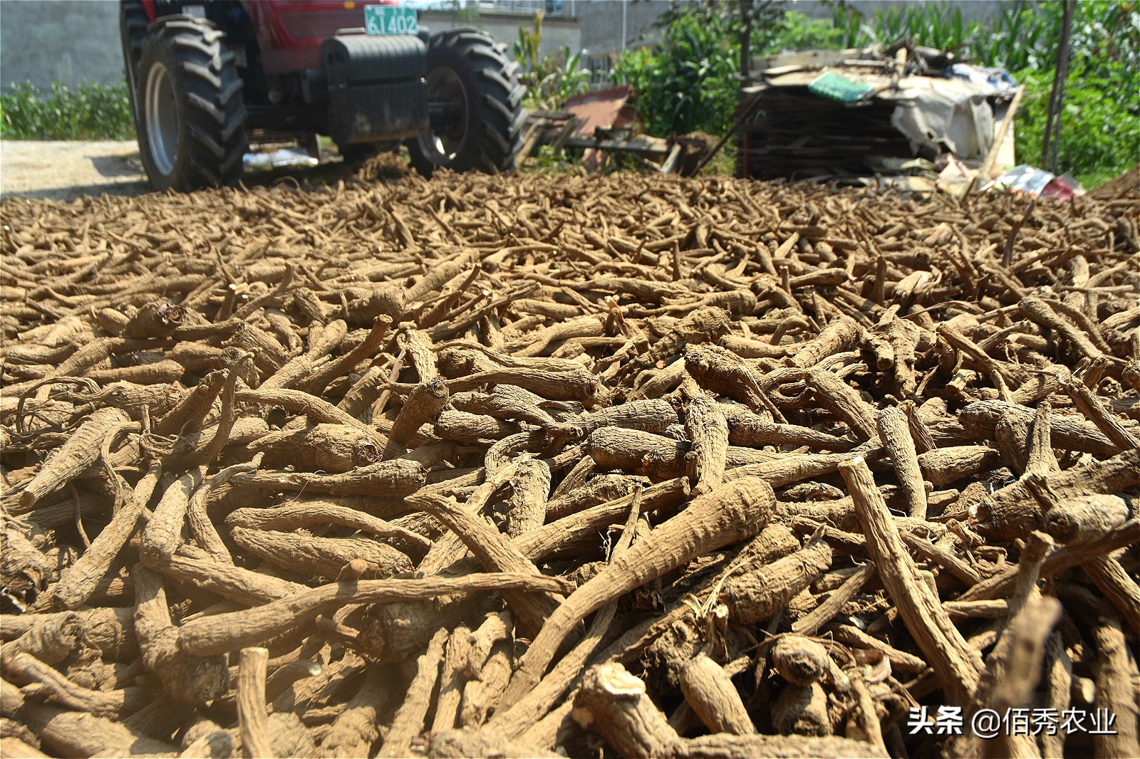 种植中药材一亩赚1万,中药材种植收益如何分配