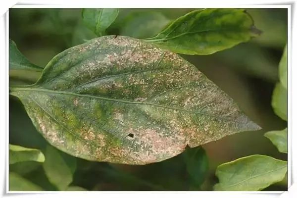 辣椒病害图谱大全大图,辣椒病害大全图片及防治方法