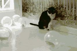 能不能养宠物鼠狗兔猫,能不能养宠物鼠猫狗呢