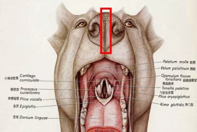 动物麻醉气管插管全过程,动物气管插管实验步骤