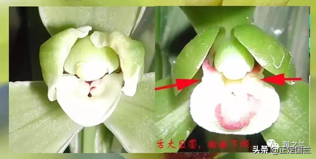 兰花知识大全100种,兰花鉴赏术语100条