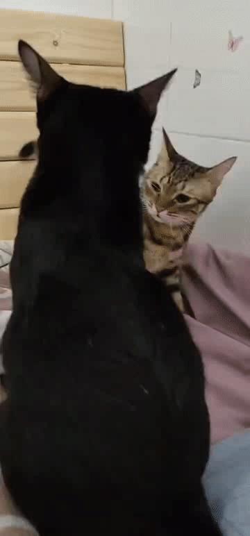 猫咪生病怎么办最有效的方法,问一下猫咪如果生病了该怎么办