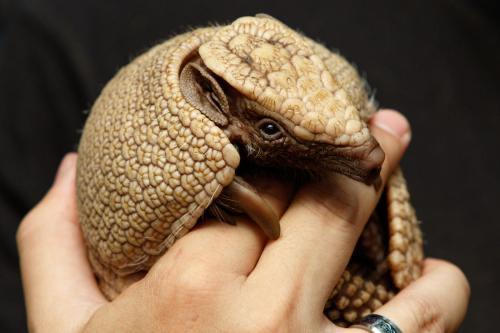 那些改变人类历史的疾病:麻风病(番外#1)