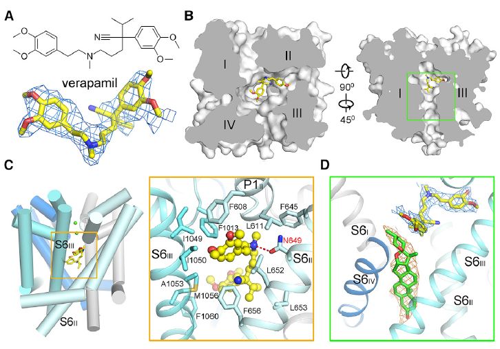 中国冷冻电镜技术进展,冷冻电镜最新研究
