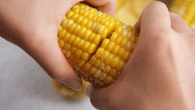 来自东北黑土地的甜糯玉米,云南水果玉米新鲜香甜多汁