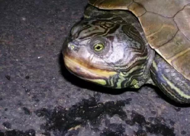 地图龟6-7厘米是成年龟吗,地图龟12cm成年了么