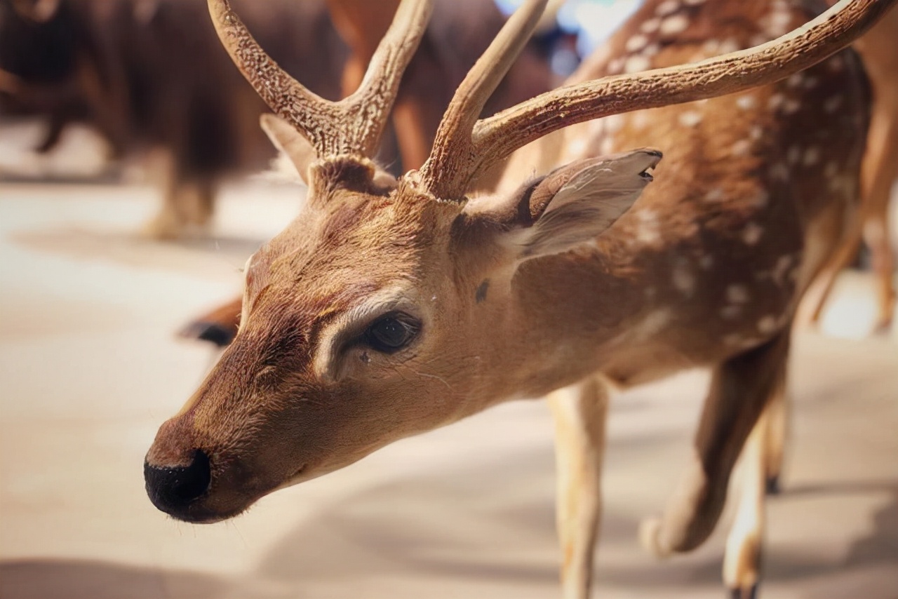 鹿角会自然脱落为什么还要割鹿角,你知道为啥只割鹿茸不捡鹿角