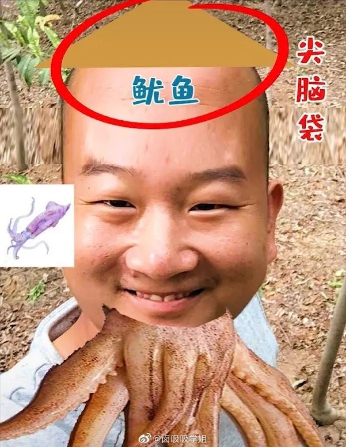 鱿鱼墨鱼乌贼八爪鱼章鱼的区别,墨鱼与鱿鱼章鱼八爪鱼有什么区别