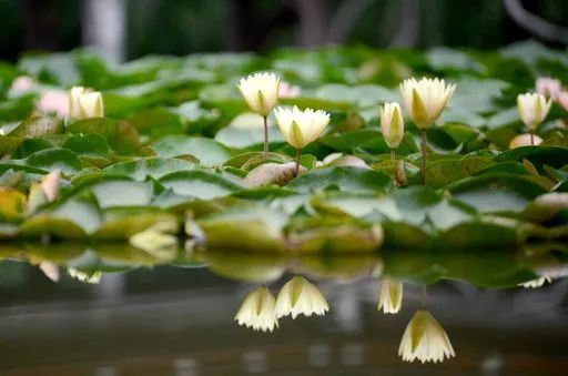 江苏10大赏荷地,赏荷地图推荐