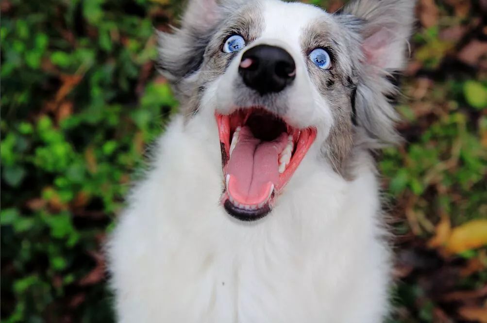 特别的萌给特别的你