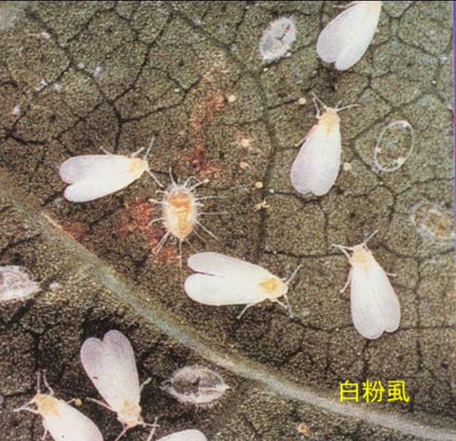 木虱的防治方法和病害有哪些,木虱类害虫的特点及防治方法