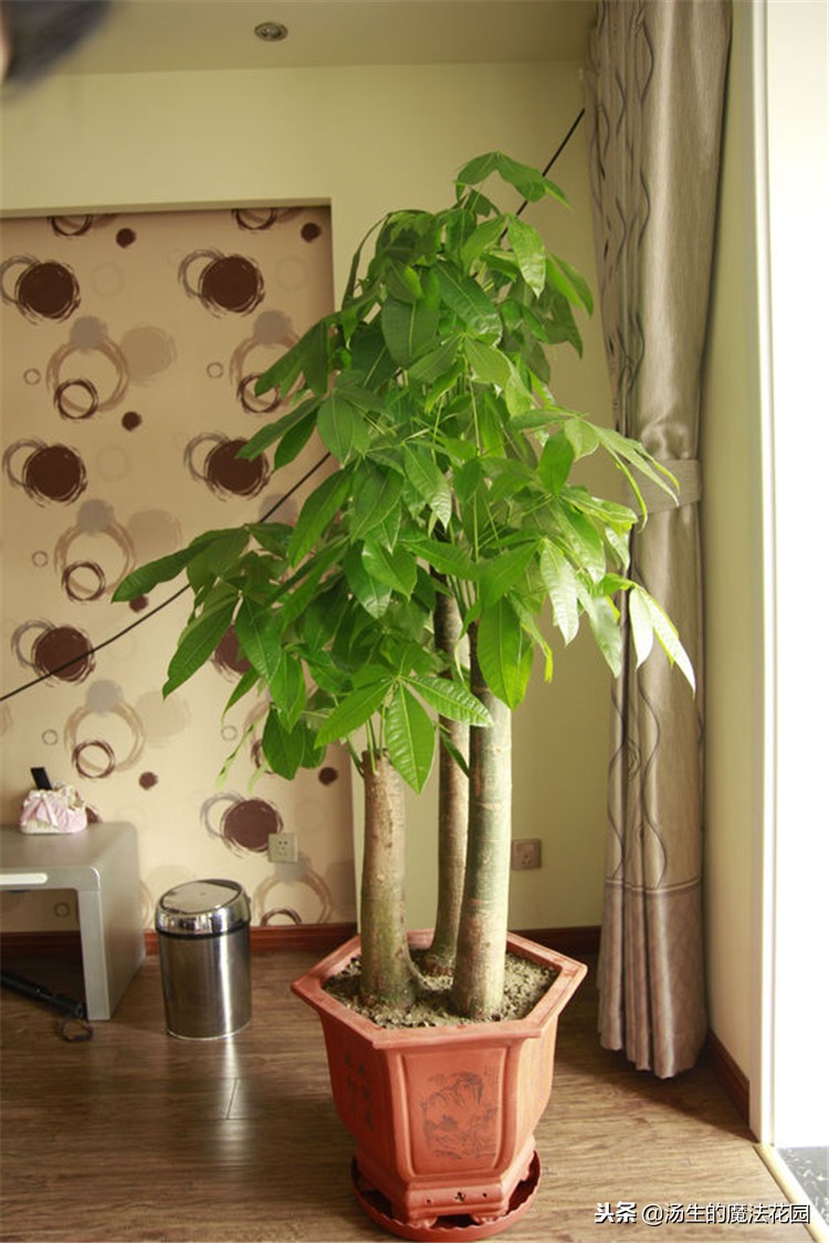 发财树叶子长白斑用什么药,发财树叶子长白斑怎么处理