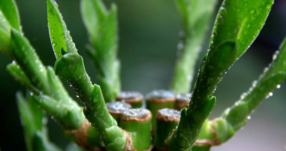 养花新手老养死花,献给那些总把花养死的人