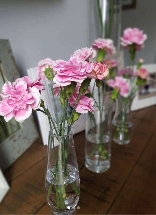 康乃馨盆栽培养小苗,康乃馨盆栽怎么养才能开花