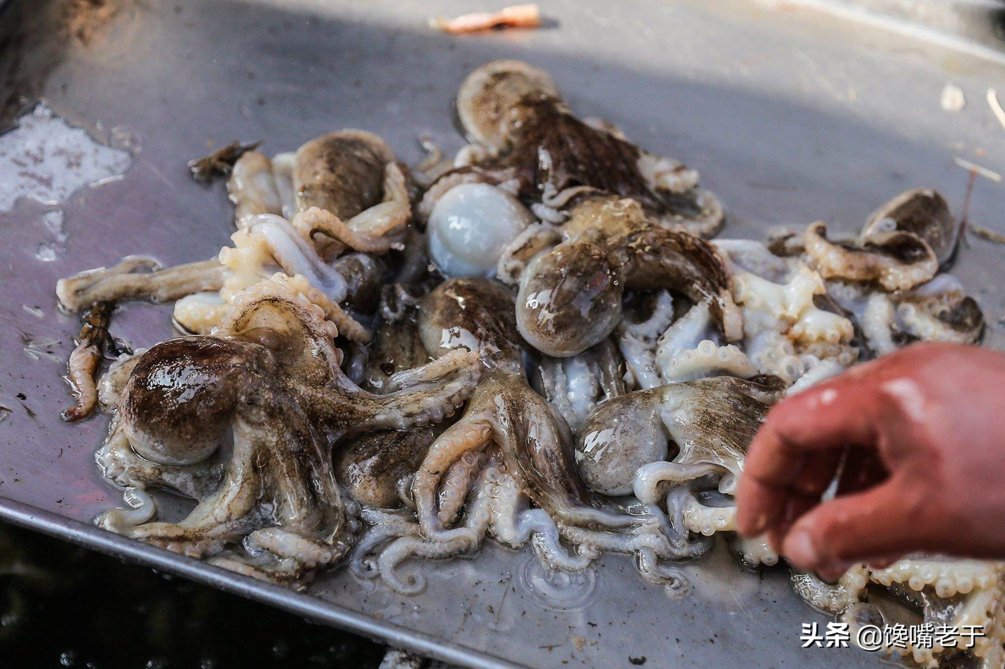 八爪鱼越煮越硬吗,八爪鱼要怎么做才不会缩水严重