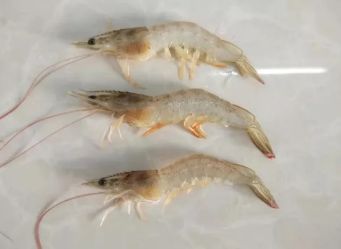 黑鳃、烂鳃、绿鳃、黄鳃，都让你心塞