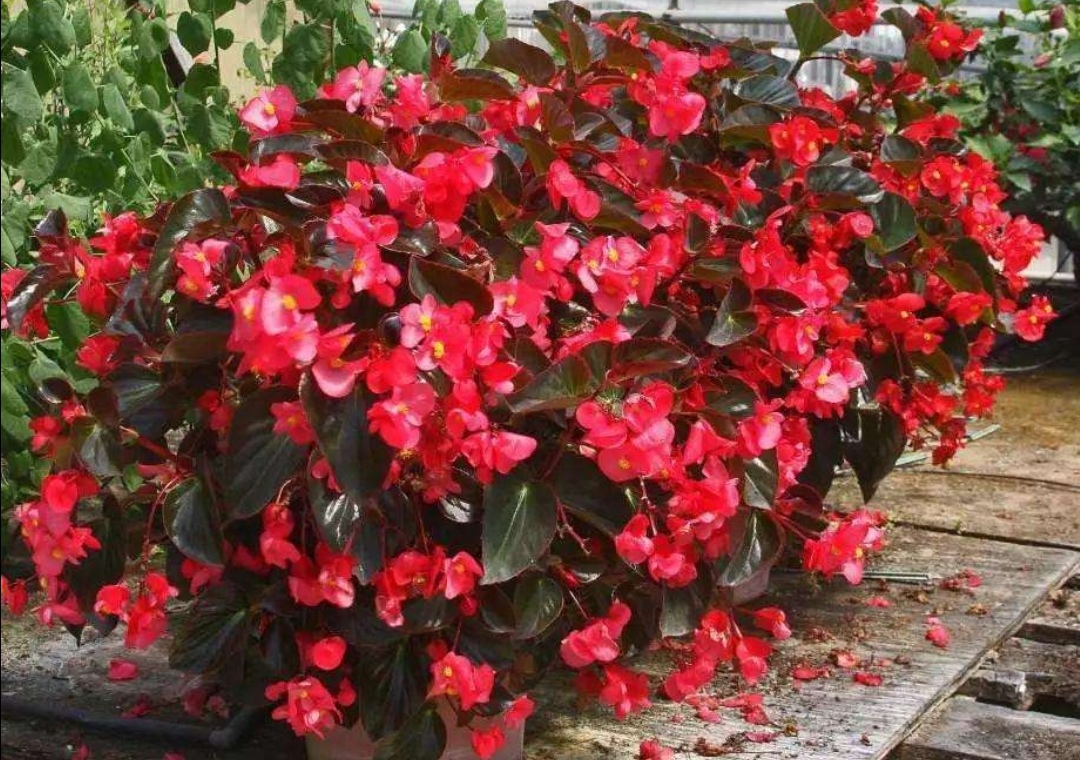 四季海棠花一年四季都能开花吗,刚栽开花的四季海棠怎么剪枝