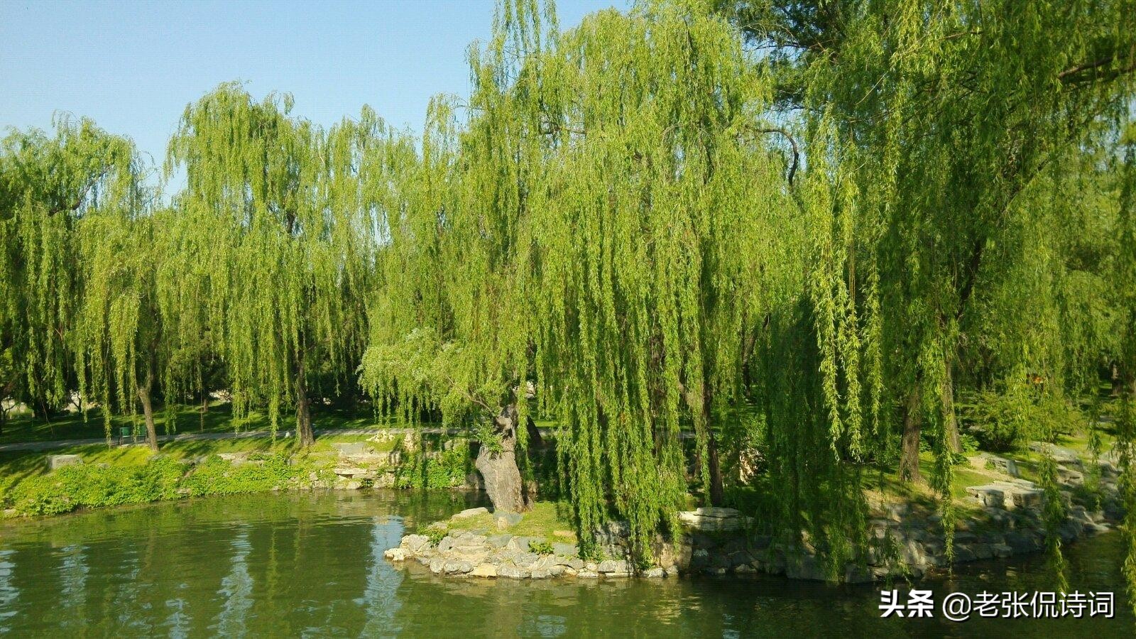 唐朝咏柳诗,经典古诗咏柳诗