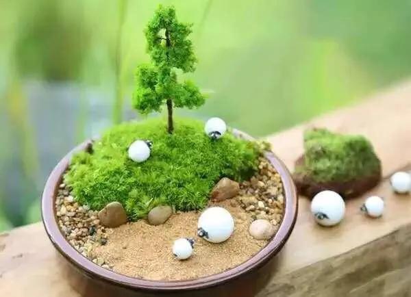 苔藓植物怎么养护,苔藓怎么养才是最好的