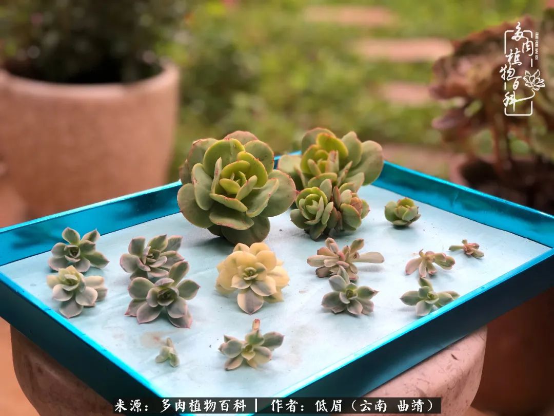 多肉怎么养度夏,多肉怎么养之度夏篇