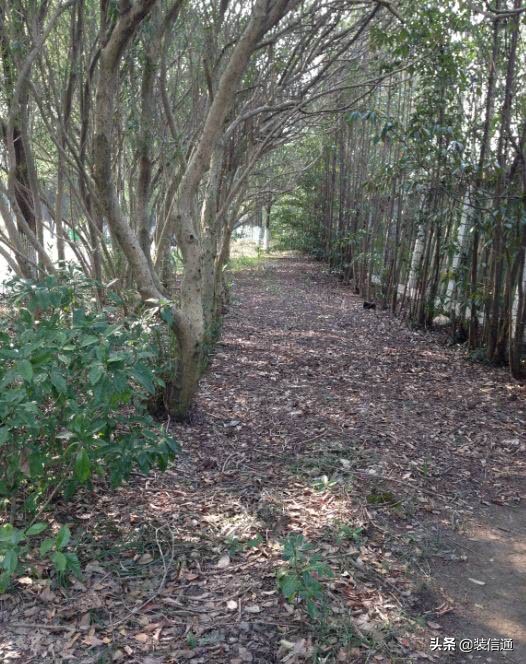 养花热门小常识大全,养花的几个小常识视频