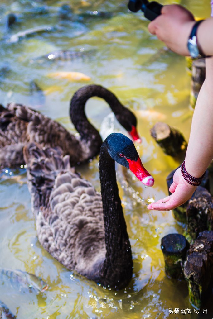 广州到西双版纳自驾沿途景区,云南西双版纳游必去十大景点