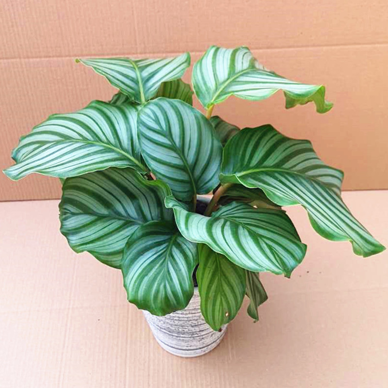 100种绿植大全,50种盆栽绿植花卉大全