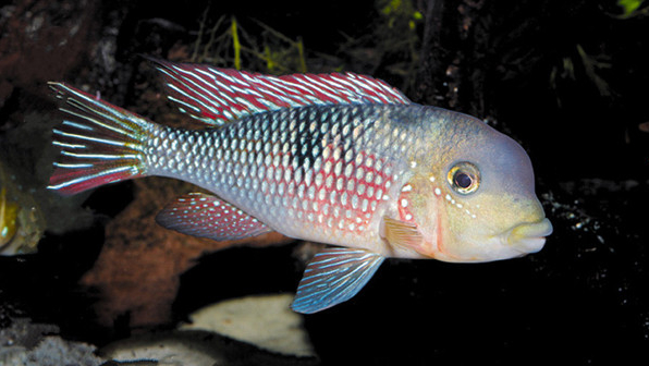 南美慈鲷,慈鲷有黑色的吗