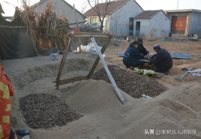 桃树种子播种繁殖的还需要嫁接吗,六月嫁接春季栽的小桃树可以吗
