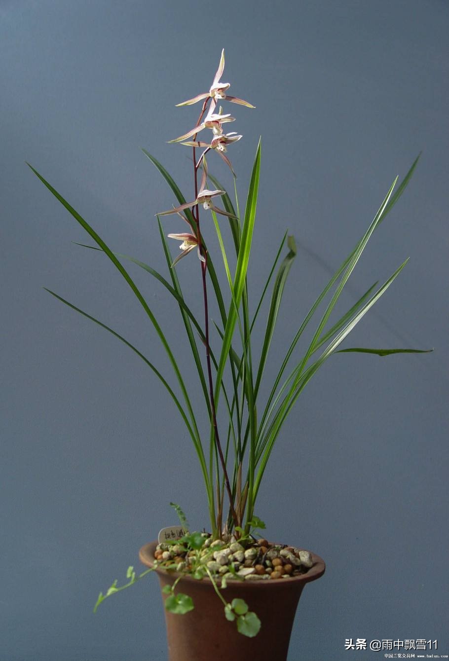 如何养殖兰花视频教程大全,怎样养殖兰花的方法