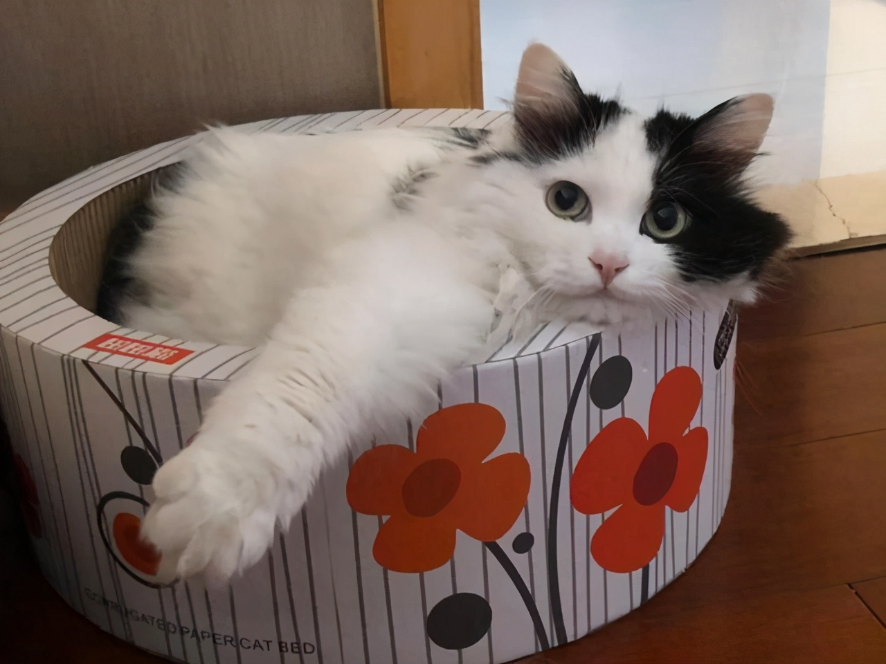 最好养的猫奶牛猫,奶牛猫受欢迎