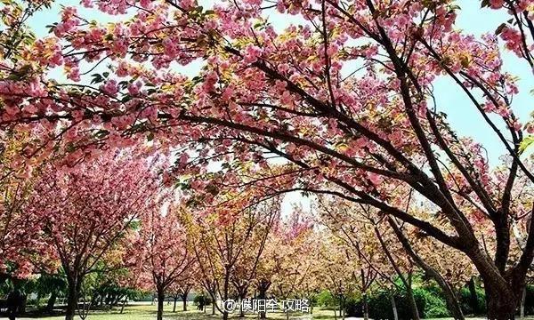 濮大樱花谢了吗,濮大樱花位置