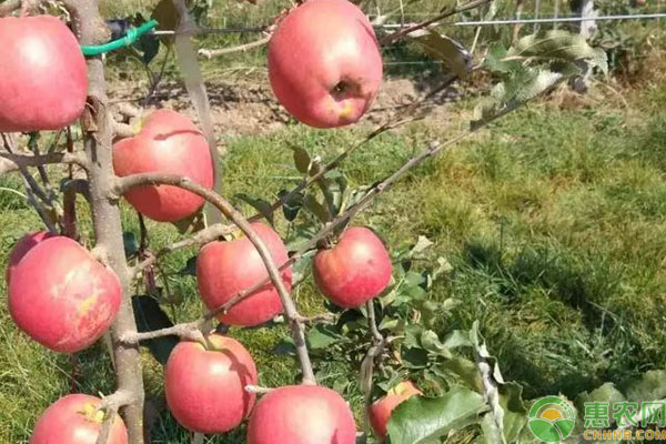目前苹果最新品种好吃是哪种,这五种水果难得一见