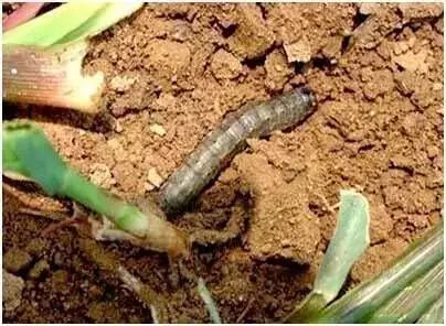 玉米苗期病虫害的防治,玉米苗期病虫害图片