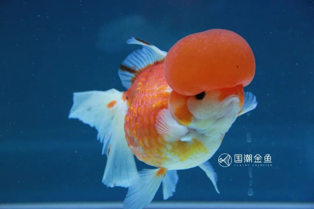 中国金鱼历史简介,中国金鱼鉴赏与文化