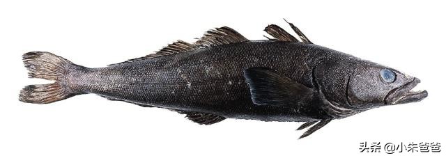 宝宝吃鱼的正确方法和注意事项,宝宝吃鱼更聪明这样吃才更健康