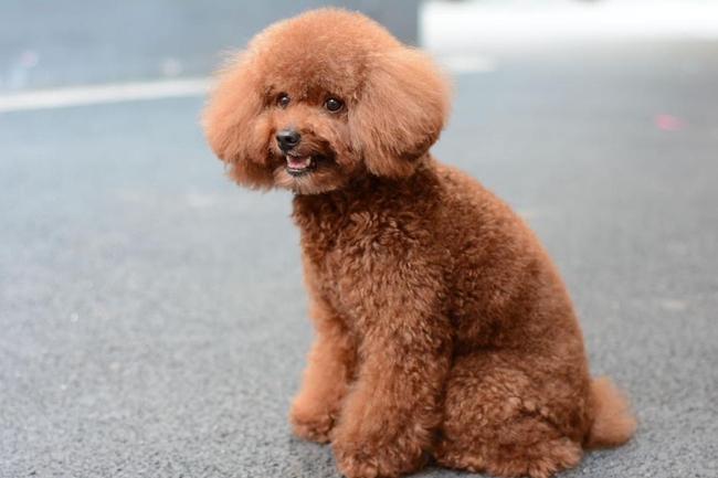 泰迪犬呕吐是什么原因,泰迪犬一直呕吐怎么办