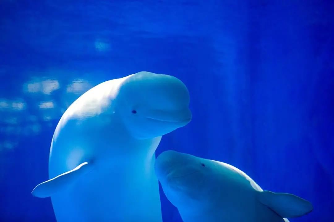 济南古城童话乐园,济南历城区梦幻童话游乐王国