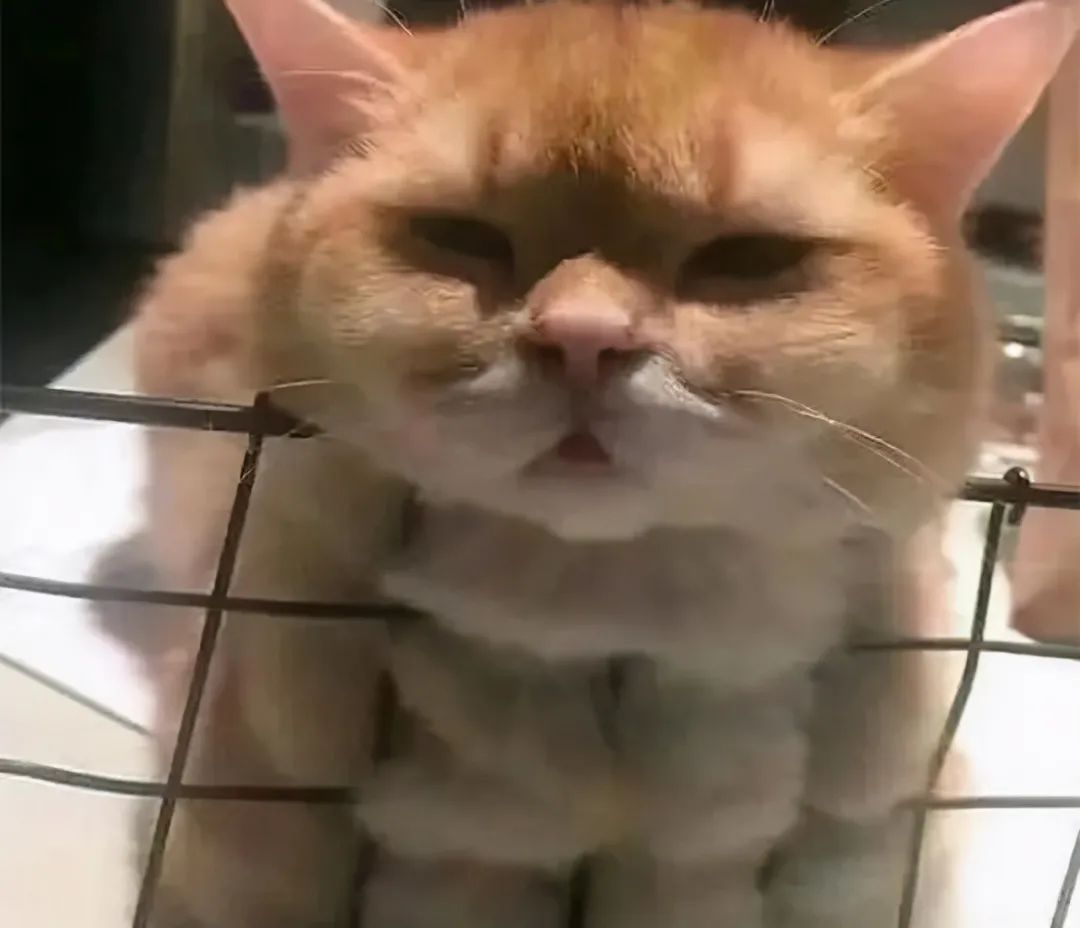 不建议养哪几种猫咪图片,发一张图片证明你家猫咪养的很好