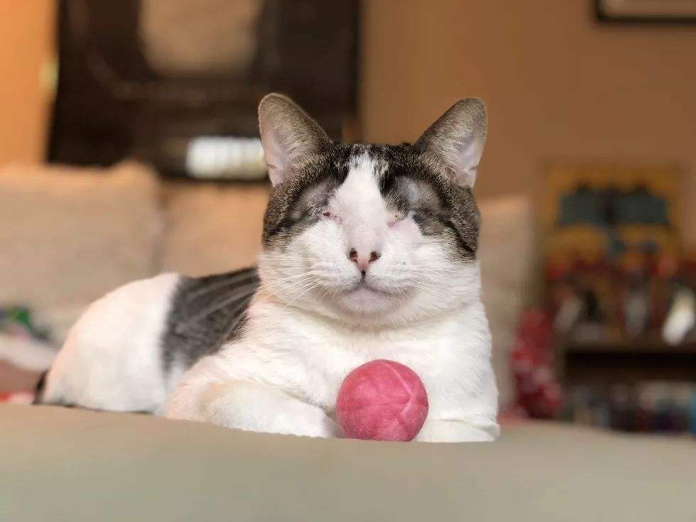 为什么不能剪猫咪的胡须,铲屎官是不是不能铲的太勤