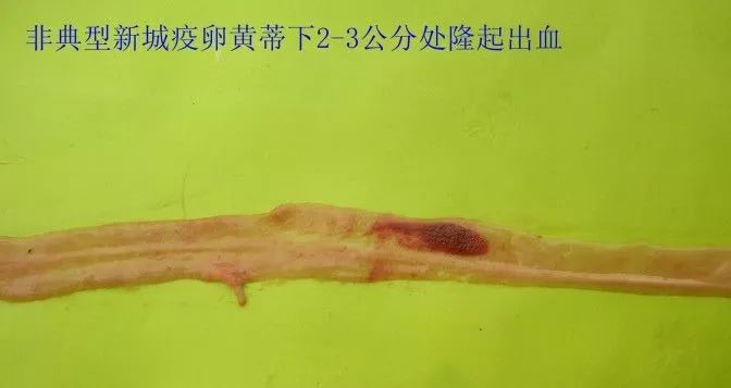 家禽常见疾病及检测方法书籍,家禽养殖疾病诊断