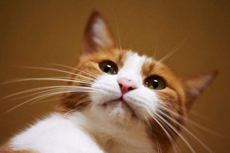 猫咪的胡须被剪掉还能长出来吗,如果揪猫咪胡须猫咪会有什么反应
