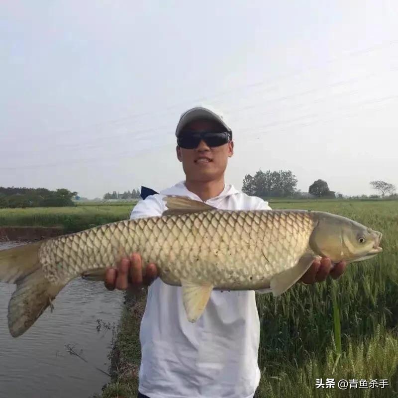 野钓草鱼如何选择钓点,如何钓草鱼最佳钓法