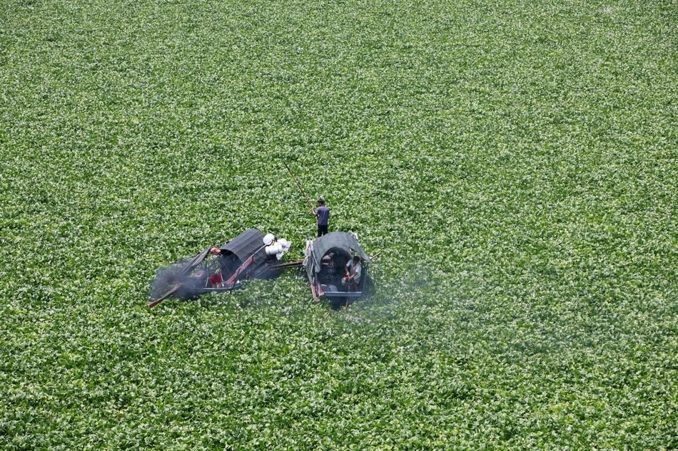 水葫芦泛滥成灾如今为何消失了,比水葫芦泛滥成灾还要厉害的植物