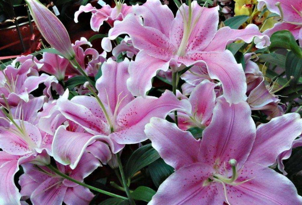 百合花花苞没开就脱落了怎么回事,百合花没全开就凋谢是怎么回事