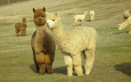 全球最可爱动物排名熊猫,全球十大最萌动物